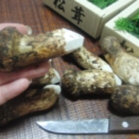 松茸の保存方法 楽天レシピ 松茸の保存方法 楽天レシピ